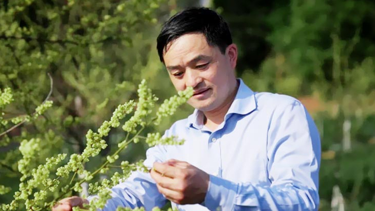 本草提取物：传统智慧与现代科技的完美融合