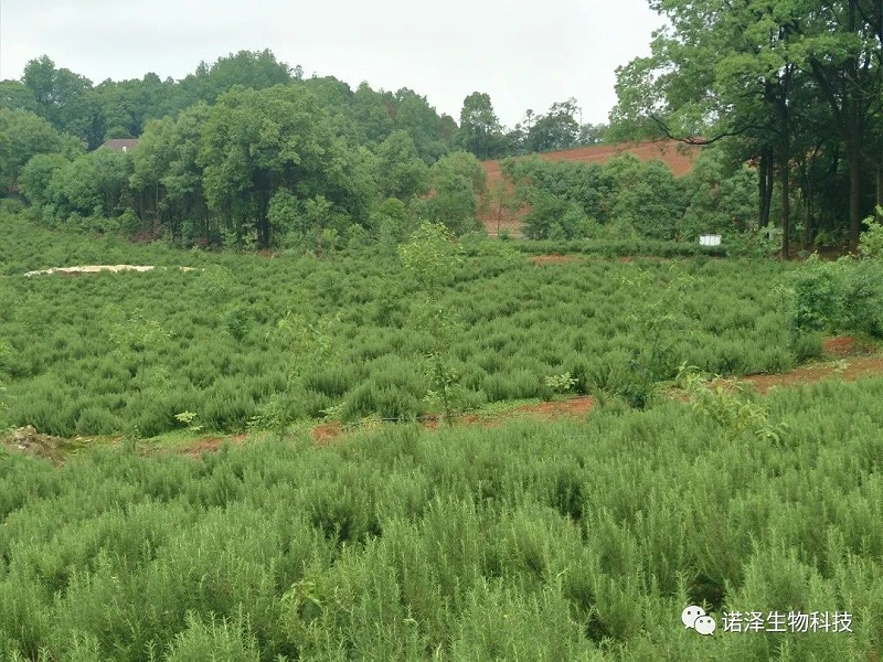 诺泽人的“金山银山”