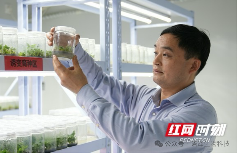 资阳：田间一株药 种出“小巨人”| 我说“新质造”
