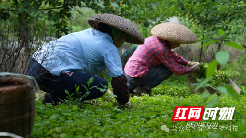 资阳：田间一株药 种出“小巨人”| 我说“新质造”