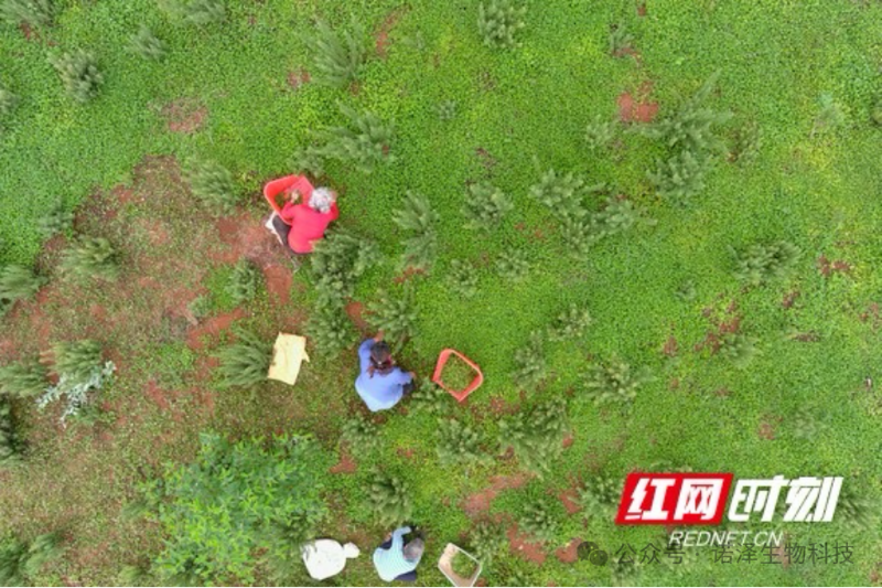 资阳：田间一株药 种出“小巨人”| 我说“新质造”