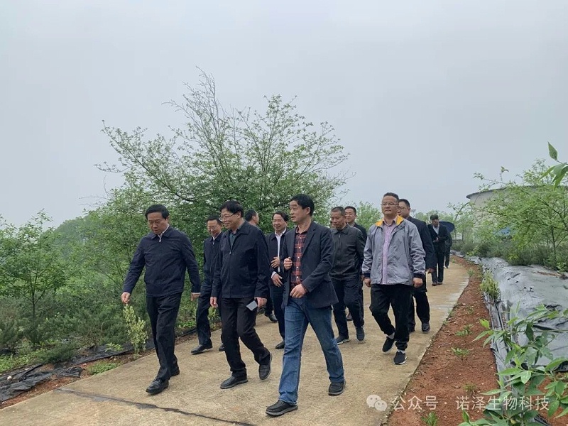 省委政研室一级巡视员罗云寿一行莅临湖南诺泽生物考察林下经济发展工作