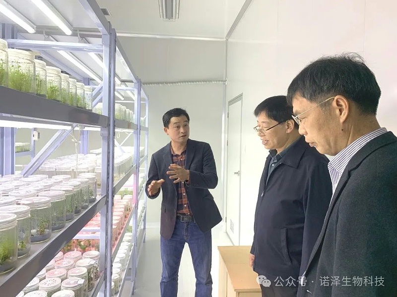 省委政研室一级巡视员罗云寿一行莅临湖南诺泽生物考察林下经济发展工作