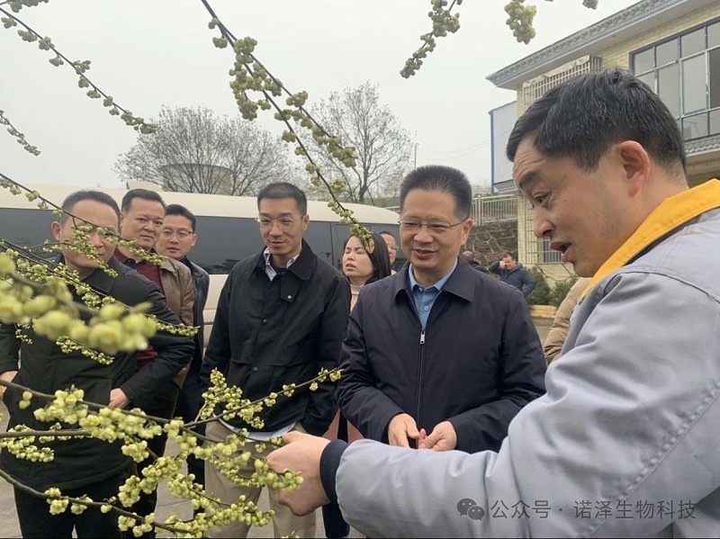广东省连山县县委书记许崇砚一行莅临诺泽生物考察山苍子产业发展