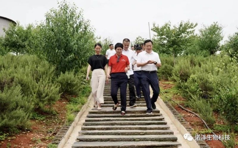 做强做优特色产业 奏响乡村振兴“致富曲”