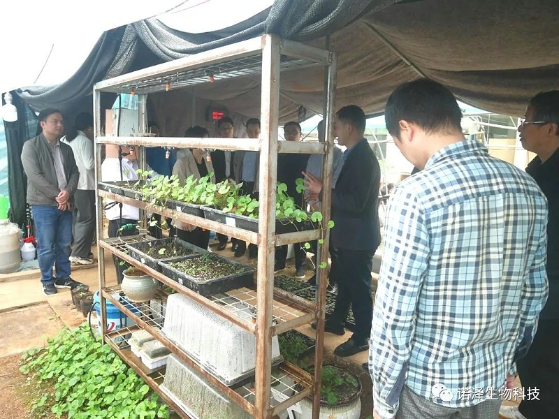中国工程院院士印遇龙、广西玉林市香料产业考察组、湖南省植提协会成员莅临诺泽生物考察交流