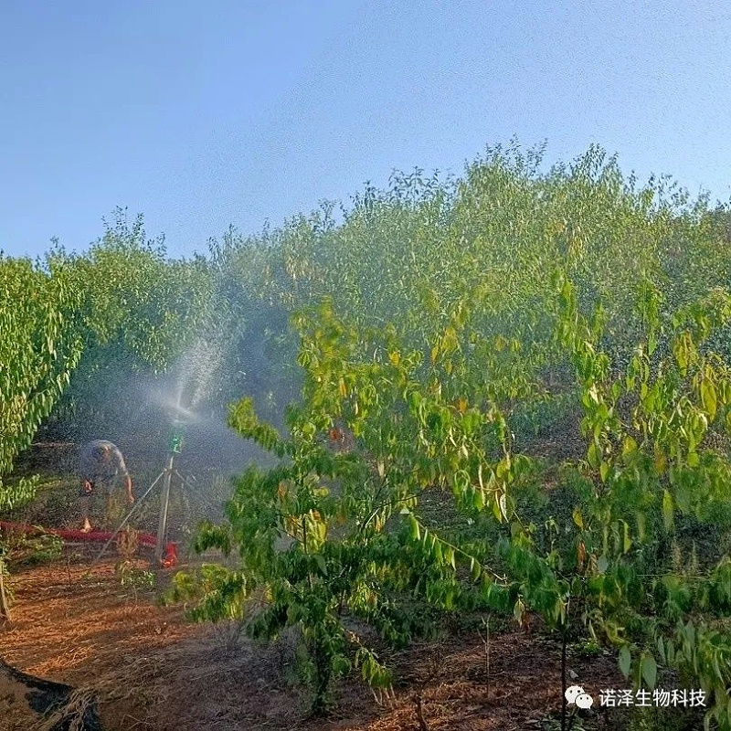 “汗”卫诺泽，“暑”你最美--诺泽生物园负责人杨师傅抗旱记