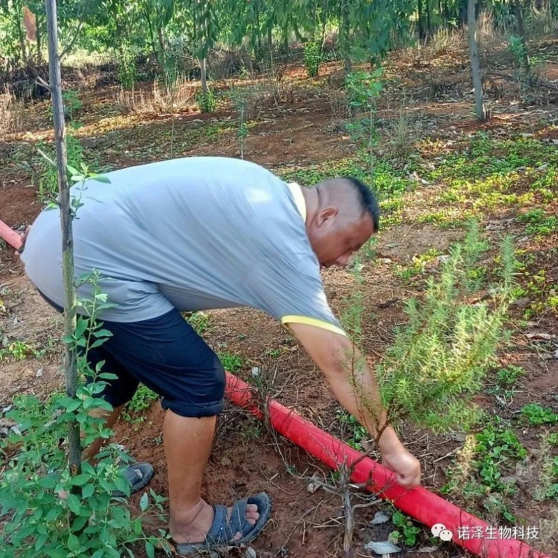 “汗”卫诺泽，“暑”你最美--诺泽生物园负责人杨师傅抗旱记