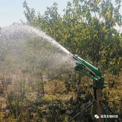 “汗”卫诺泽，“暑”你最美--诺泽生物园负责人杨师傅抗旱记