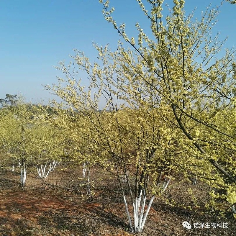 喜报--诺泽生物荣获中国“科技小院”称号！
