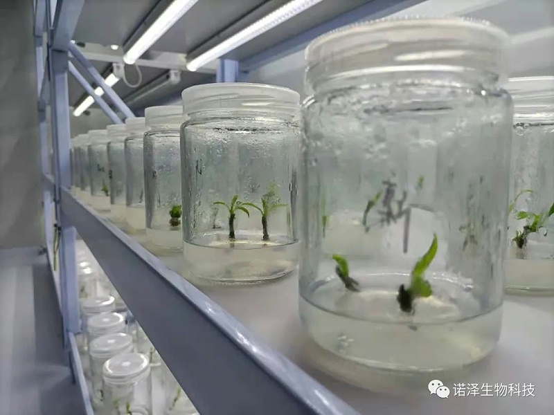 荣光！诺泽生物荣获“湖南省林业产业龙头企业”