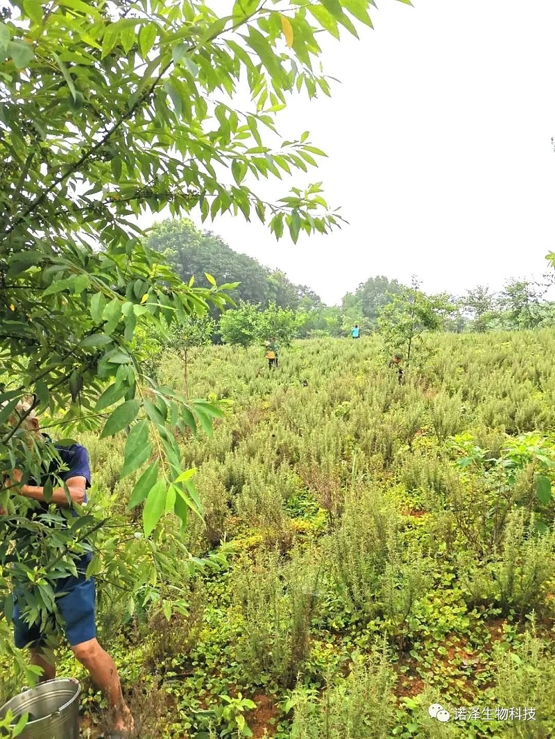 荣光！诺泽生物荣获“湖南省林业产业龙头企业”