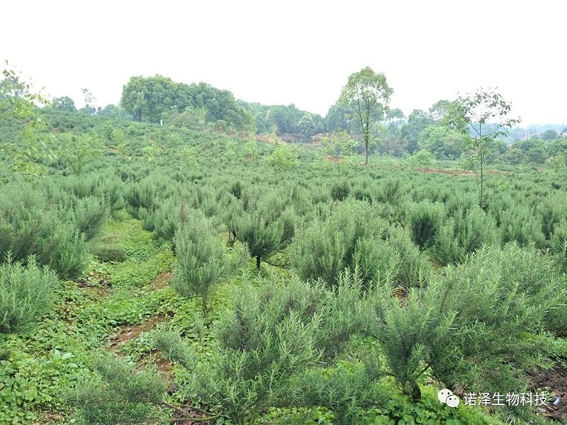 荣光！诺泽生物荣获“湖南省林业产业龙头企业”