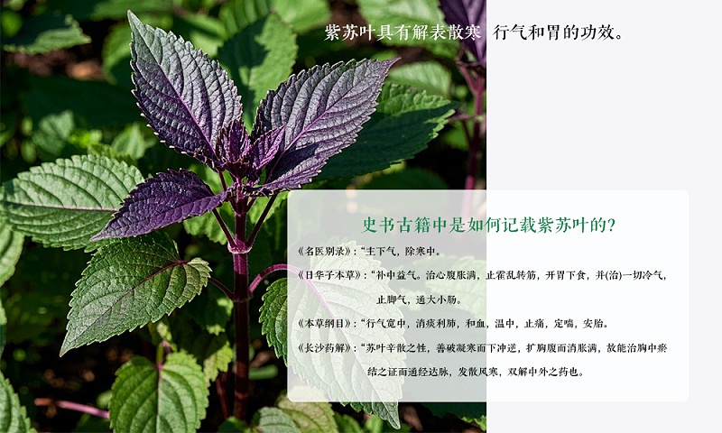 探索 “ 紫苏 ” 大自然的魁宝