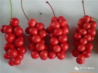 诺泽生物健康养生的产品你知道哪些？