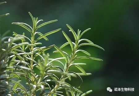 诺泽生物健康养生的产品你知道哪些？