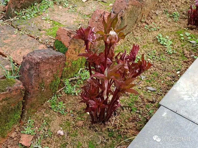 生发生发，万物生发