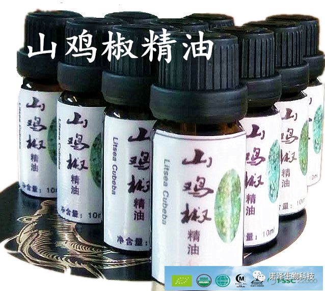 株株迷迭香，收获“丢丢”爱