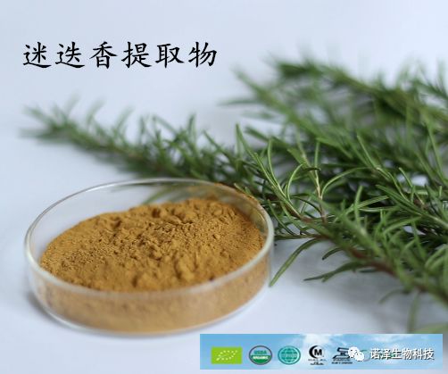 株株迷迭香，收获“丢丢”爱