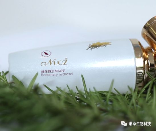 株株迷迭香，收获“丢丢”爱