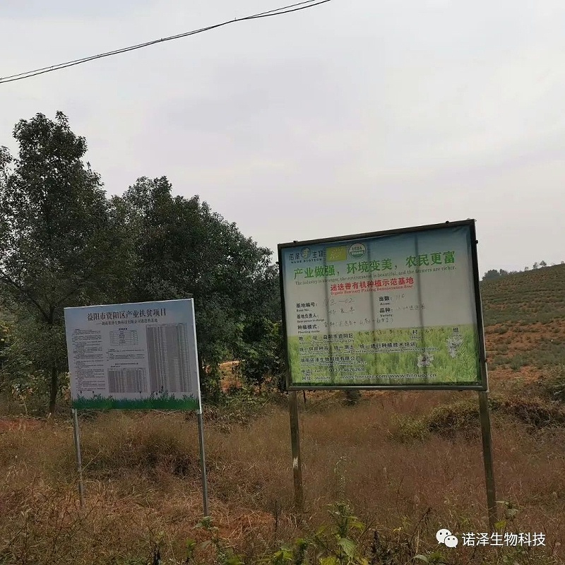 株株迷迭香，收获“丢丢”爱