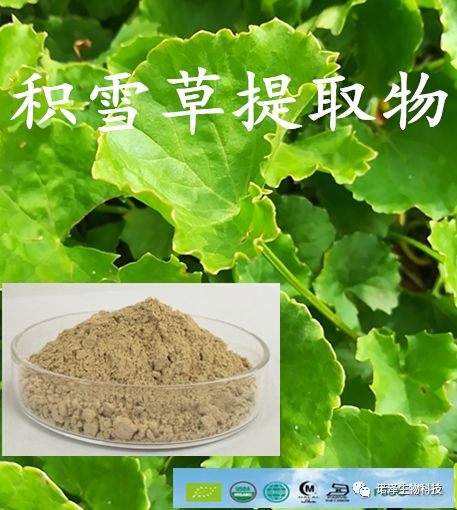 株株迷迭香，收获“丢丢”爱