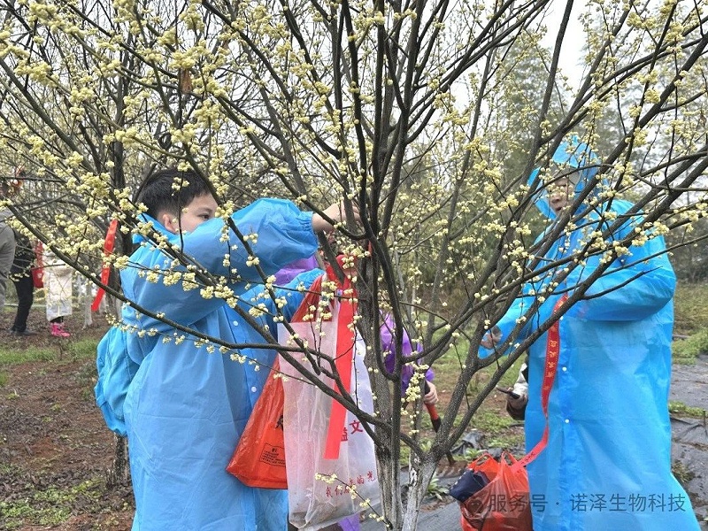 湖南诺泽生物芳香中药种植活动“给地球添绿，为世界增香”