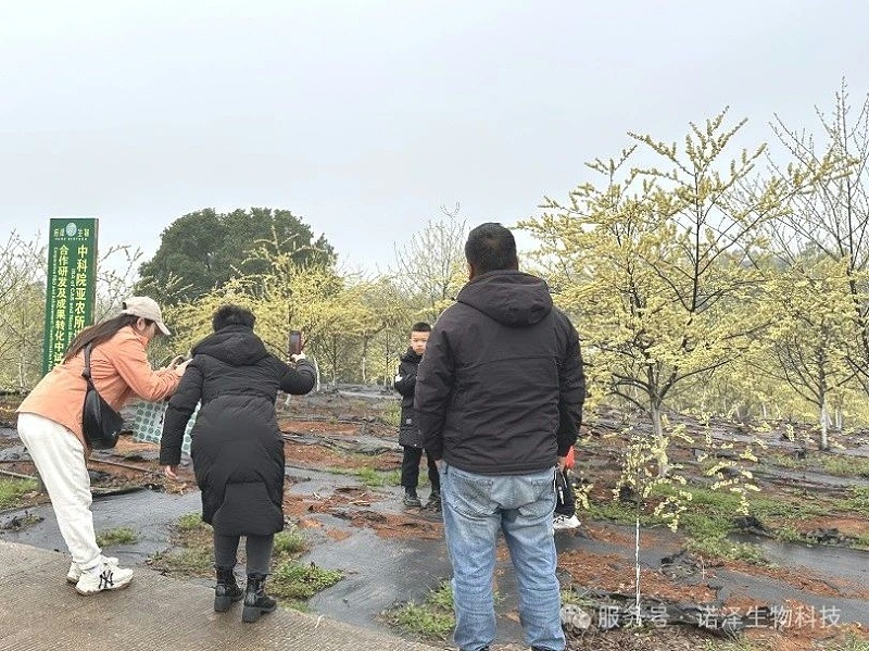 湖南诺泽生物芳香中药种植活动“给地球添绿，为世界增香”