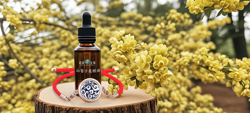 山苍子花的芳香之旅