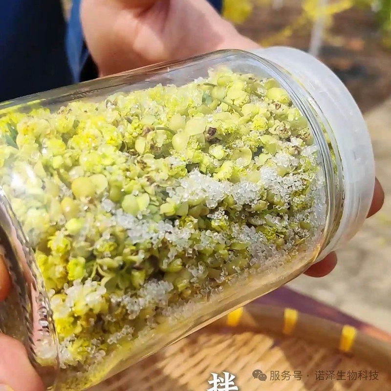 山苍子花的芳香之旅