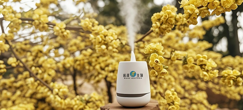 山苍子花的芳香之旅