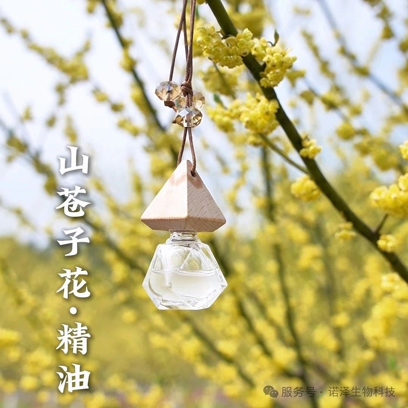 山苍子花的芳香之旅