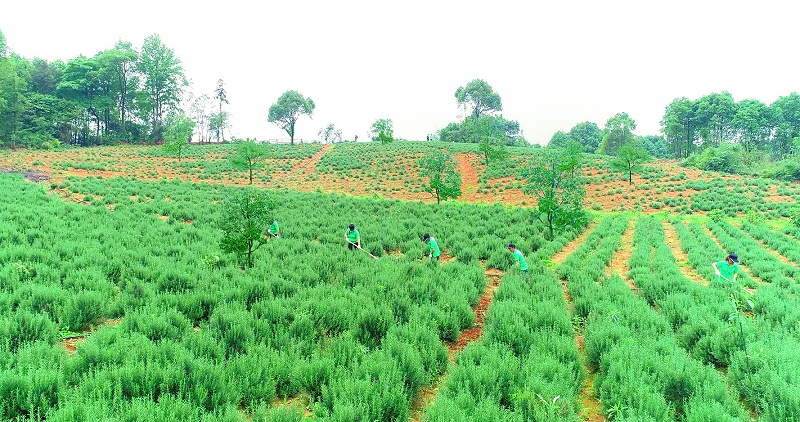 诺泽芳香中药种植园：现代农业与传统药材的完美结合
