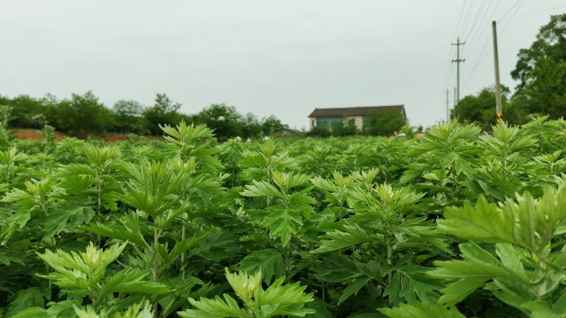 诺泽芳香中药种植园：栀子花、艾叶芳香正来