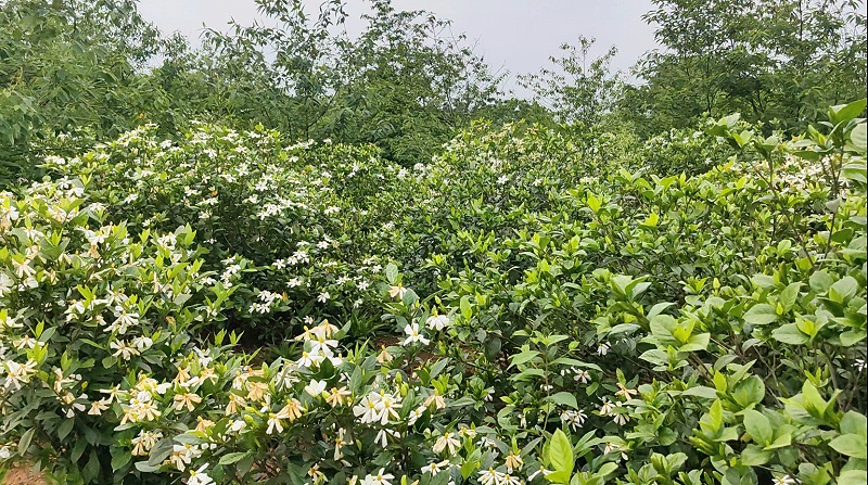 诺泽芳香中药种植园：栀子花、艾叶芳香正来
