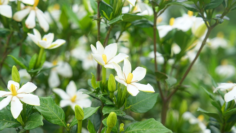 诺泽芳香中药种植园：栀子花、艾叶芳香正来