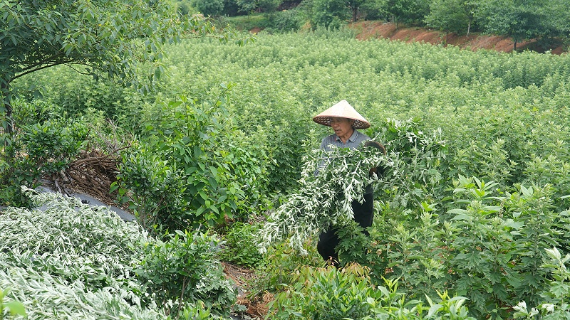 诺泽芳香中药欧美有机基地艾叶采摘喜获丰收，你知道有机种植的秘密吗？