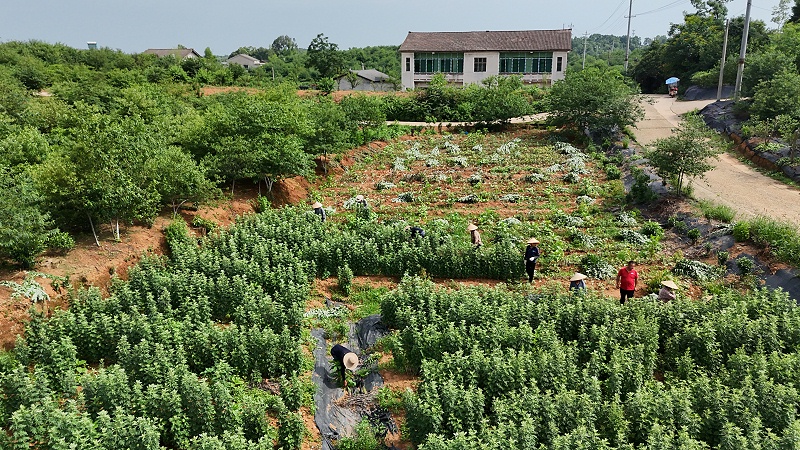 诺泽芳香中药欧美有机基地艾叶采摘喜获丰收，你知道有机种植的秘密吗？