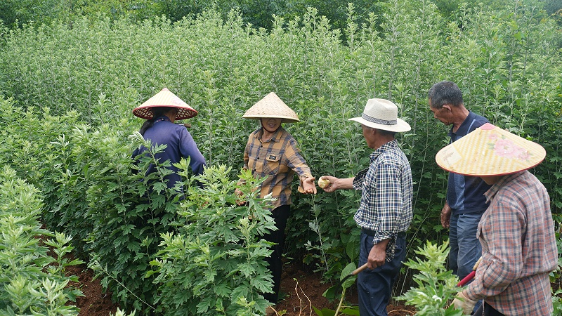 诺泽芳香中药欧美有机基地艾叶采摘喜获丰收，你知道有机种植的秘密吗？