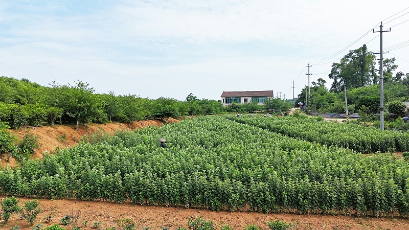 诺泽芳香中药欧美有机基地艾叶采摘喜获丰收，你知道有机种植的秘密吗？