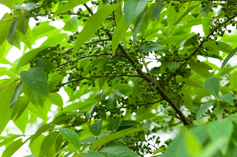 山苍子丰收背后：诺泽芳香中药园人工采摘之谜