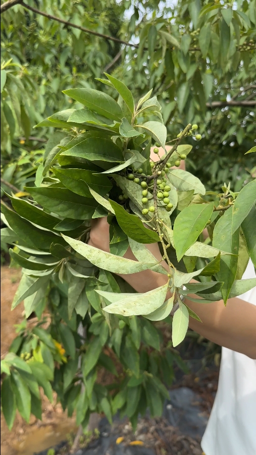 山苍子丰收背后：诺泽芳香中药园人工采摘之谜