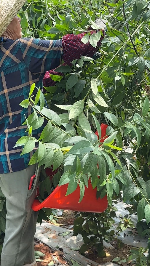 山苍子丰收背后：诺泽芳香中药园人工采摘之谜