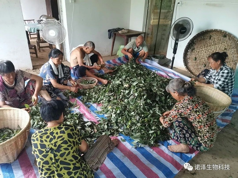 爱在山苍子！！！