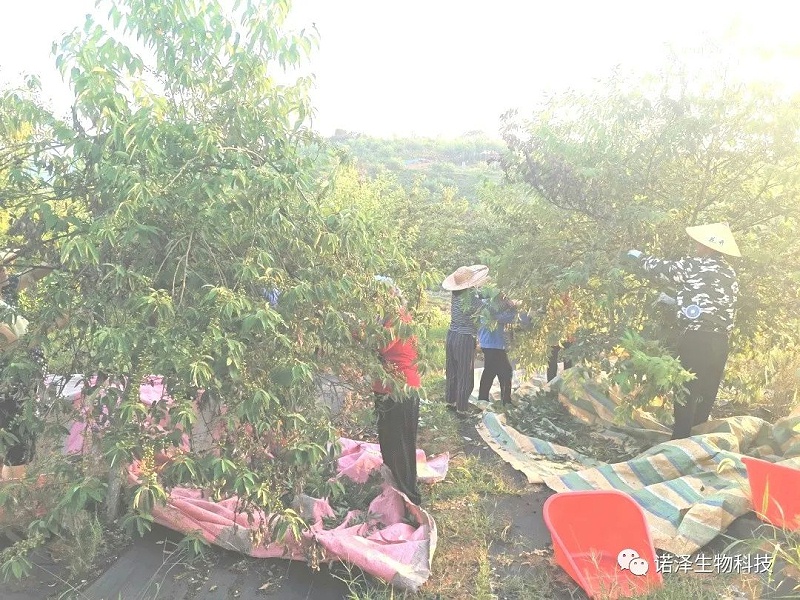 爱在山苍子！！！
