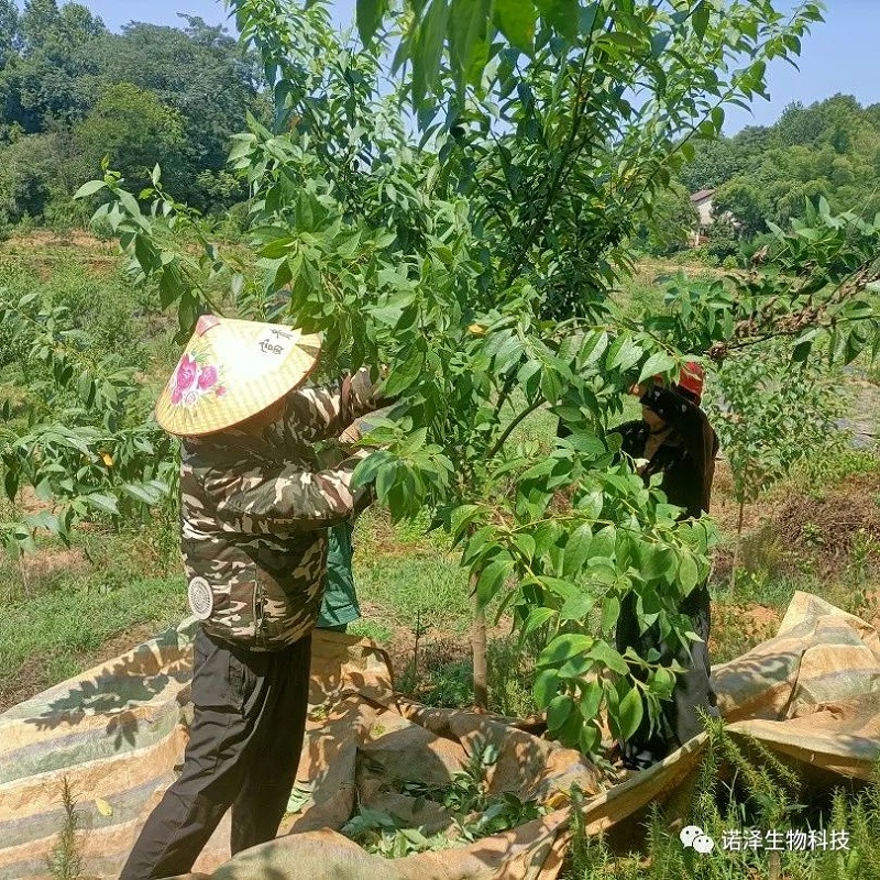 爱在山苍子！！！