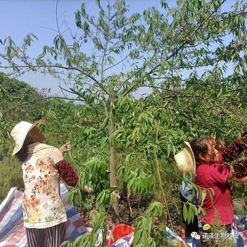 爱在山苍子！！！