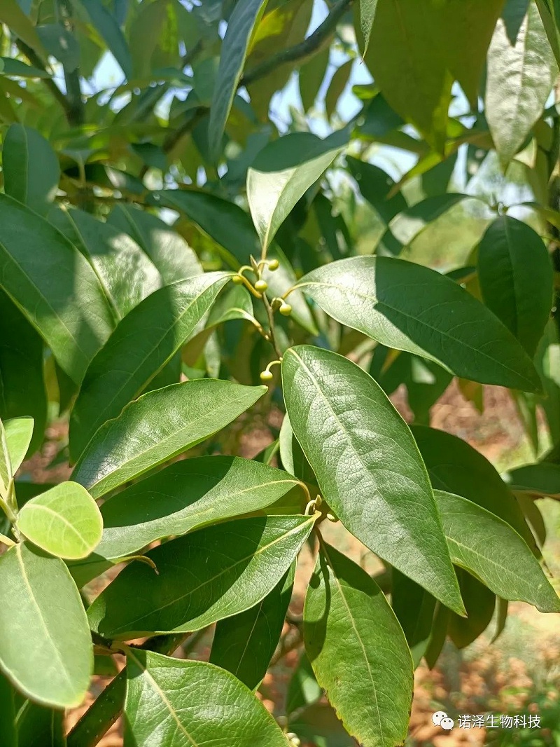 爱在山苍子！！！