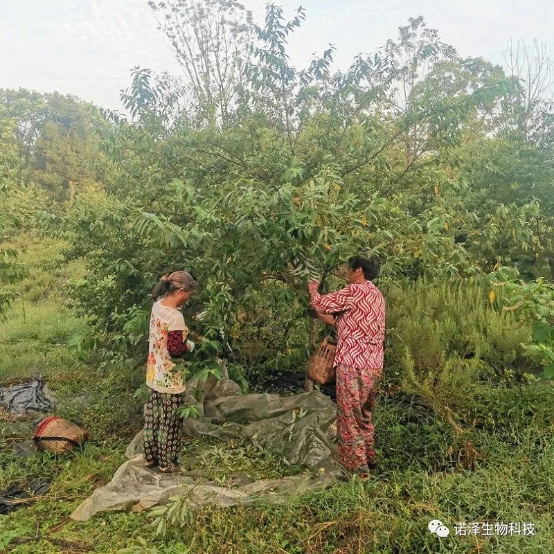 爱在山苍子！！！
