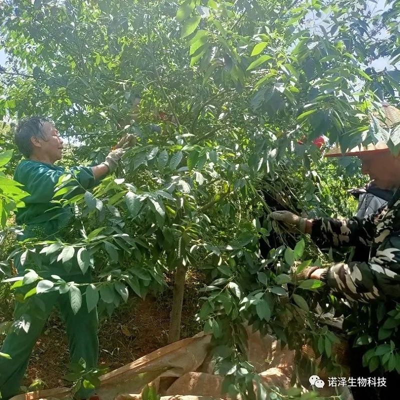 爱在山苍子！！！